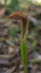 Pterostylis pedunculata