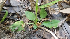 Pterostylis pedunculata