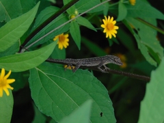 Anolis unilobatus