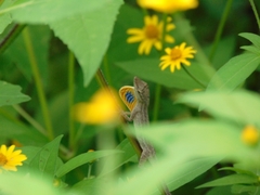Anolis unilobatus