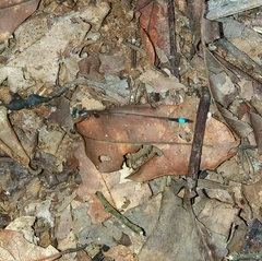 Ceylonosticta brincki