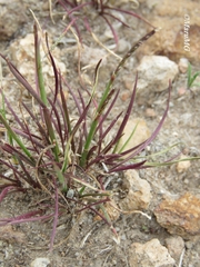 Microchloa kunthii