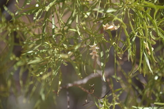 Eremophila mitchellii