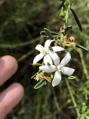 Philotheca queenslandica