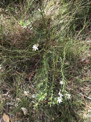 Philotheca queenslandica