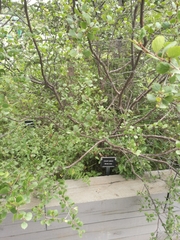 Betula nana