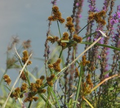 Cyperus glomeratus
