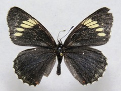 Chlosyne melanarge