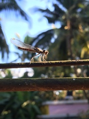 Libellago indica