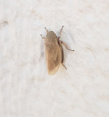Negosiana dualis