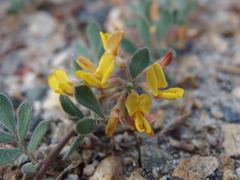 Acmispon decumbens