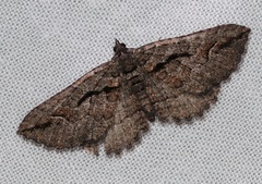 Chrysolarentia plagiocausta