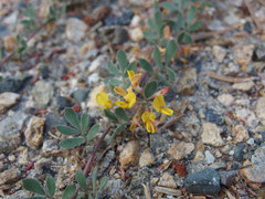Acmispon decumbens