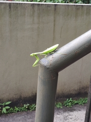 Hierodula membranacea