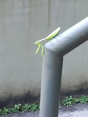 Hierodula membranacea