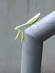 Hierodula membranacea