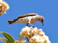 Conopophila rufogularis