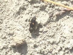 Paracardiophorus