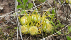 Myriocephalus pluriflorus