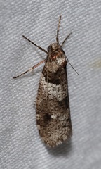 Lepidoscia heliochares