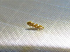 Phyllonorycter argentinotella