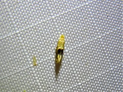 Bucculatrix coronatella