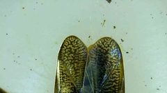 Callicorixa audeni