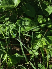 Agriocnemis pieris