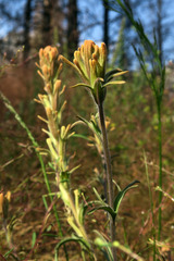 Castilleja praeterita