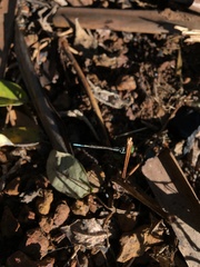 Agriocnemis pieris