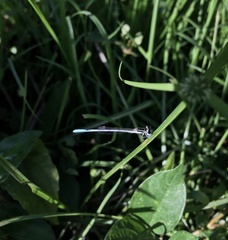 Agriocnemis pieris