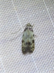 Taygete attributella