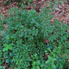 Forsythia viridissima