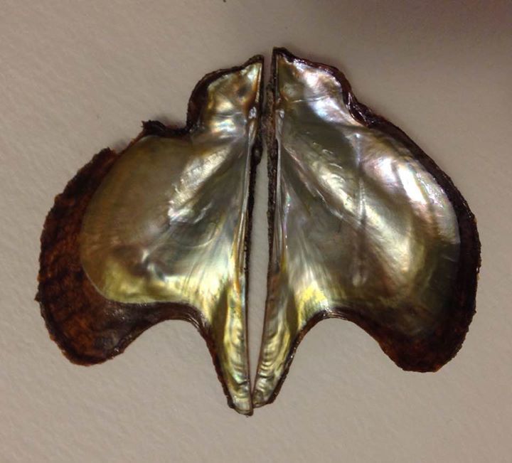 Atlantic Wing-oyster