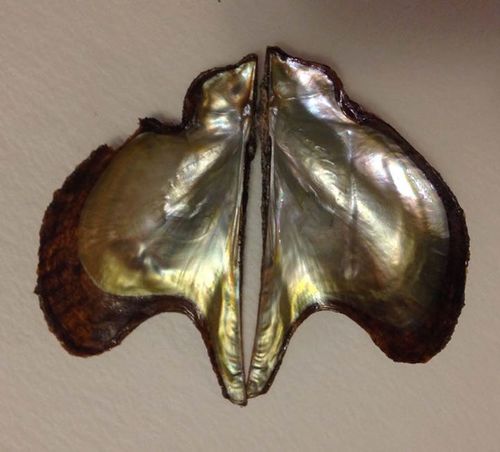 Atlantic Winged Oyster