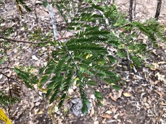 Acacia glaucocarpa