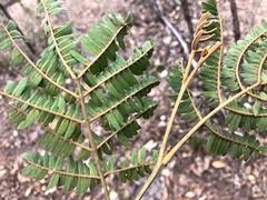 Acacia glaucocarpa