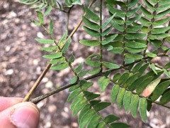 Acacia glaucocarpa