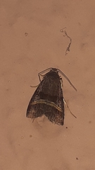 Noctuidae