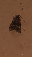 Noctuidae