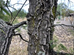 Denhamia cunninghamii