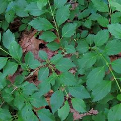 Forsythia viridissima