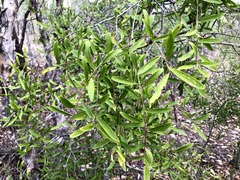 Denhamia cunninghamii