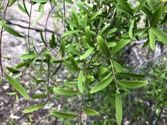 Denhamia cunninghamii