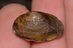 Glauconome radiata