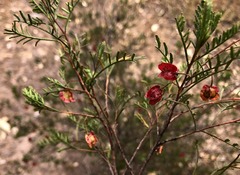 Dodonaea sinuolata sinuolata