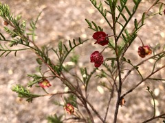 Dodonaea sinuolata sinuolata