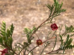 Dodonaea sinuolata sinuolata