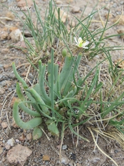 Phemeranthus napiformis