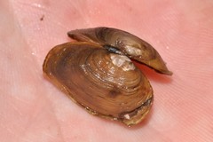 Glauconome radiata